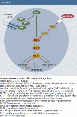 Crosstalk between activated FGFR3 and NPR-B signaling