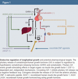 Endocrine regulation of longitudinal growth and potential pharmacological targets