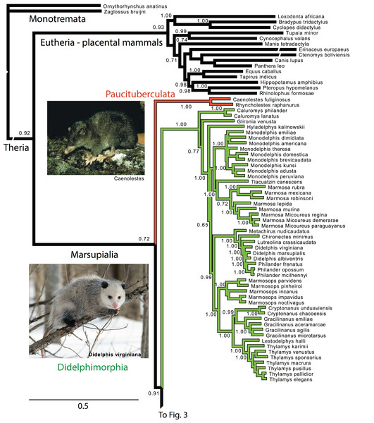 Majority rule consensus of the Bayesian analyses using the focal concatenated character matrix (excluding species with less than 10% data coverage) for Ameridelphia.