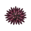 Sea Urchin NH Icon.png