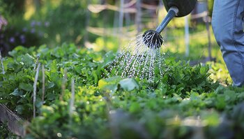 watering can sprinkling young garden plants