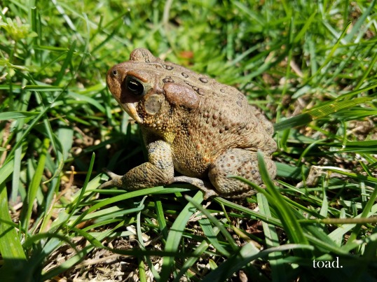 toad