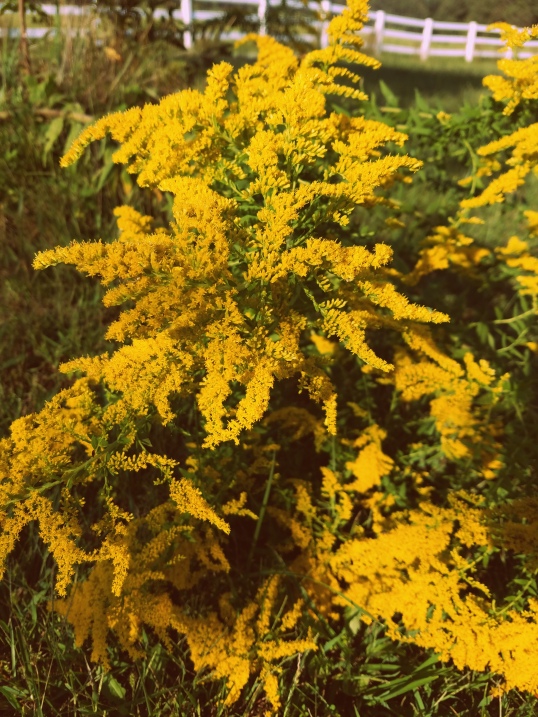 goldenrod