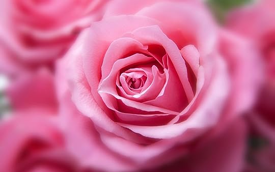  photo pink💕_color_rose-wide.jpg