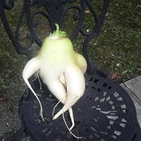 Profile Image for Forked Radish.