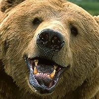 Profile Image for Bear-it.