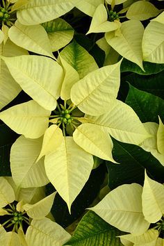 close up view of yellow poinsettia flowers