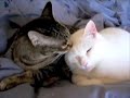 Kittehs in Love (Trailer for GREAT PHILOSOPHERS WHO FAILED AT LOVE)