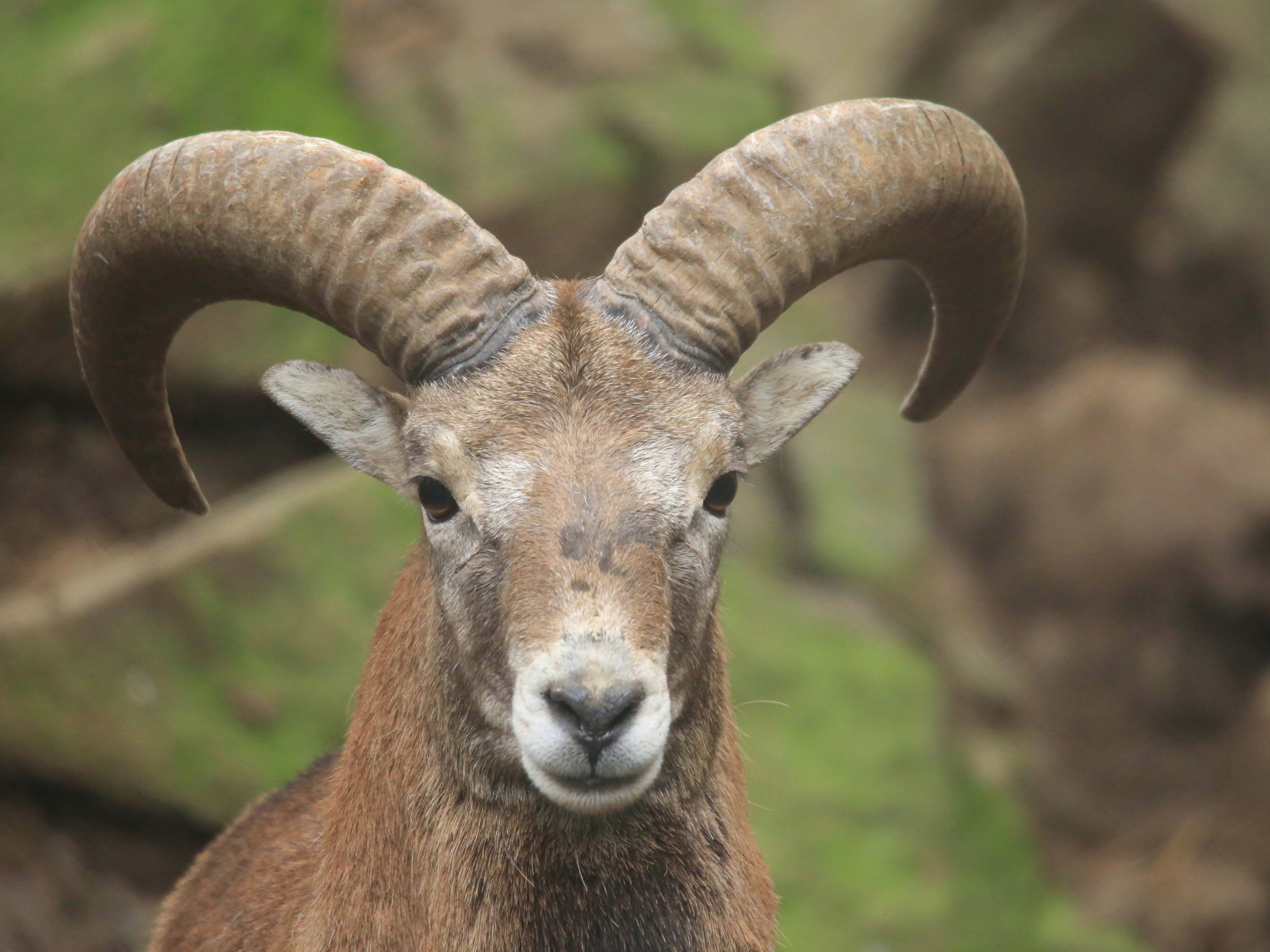 Cyprus mouflon