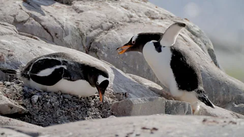 Gentoo penguins