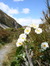 Mt Cook Lily