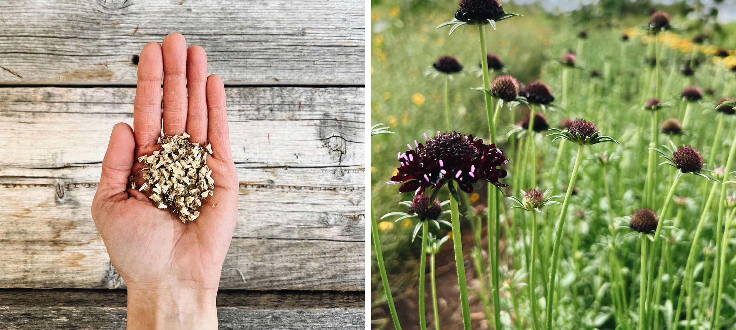 Natural Dye Cultivation Series: Black Scabiosa