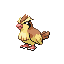 Pidgey