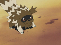 Zigzagoon.