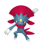 Weavile macho