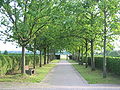 Allee im Friedhof