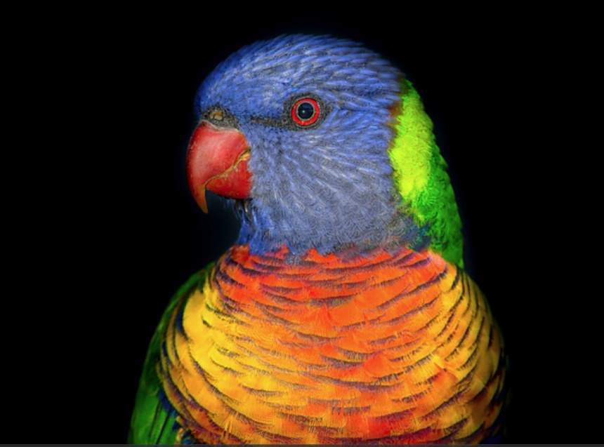 rainbowlorikeet