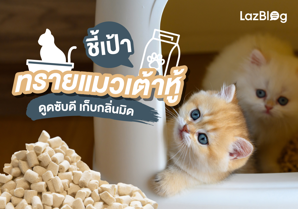 LazBlog_ทรายแมวเต้าหู้