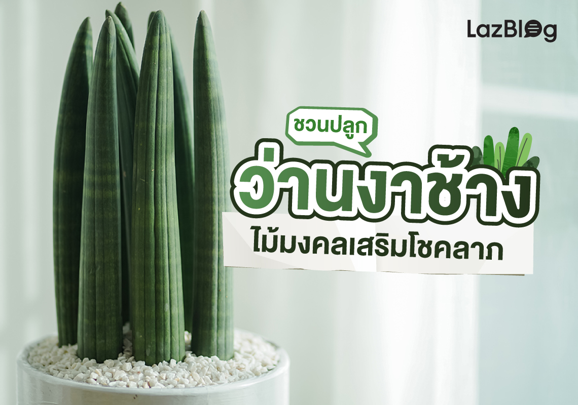 Lazblog_ว่านงาช้าง