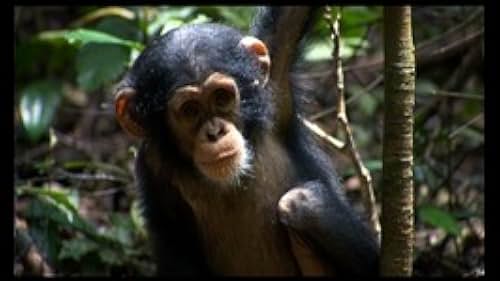 Chimpanzee NA Trailer #1A