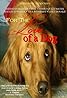 For the Love of a Dog (2007) Poster