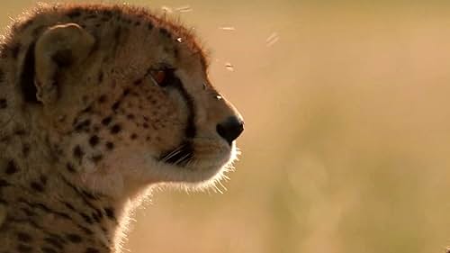 Dynasties II: Cheetah