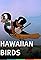 Hawaiian Birds's primary photo