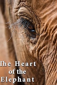 Primary photo for The Heart of the Elephant