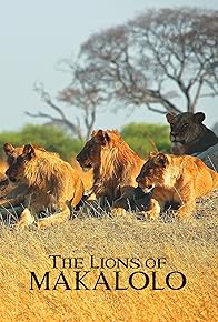 Primary photo for The Lions of Makalolo