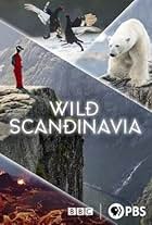 Wild Scandinavia