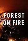 Forest on Fire (2018)