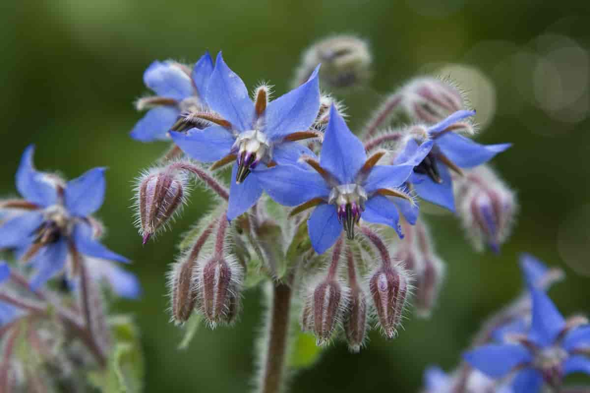 Hjulkrone