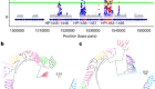 An ancient ecospecies of Helicobacter pylori