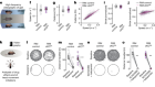 Dopamine dynamics are dispensable for movement but promote reward responses