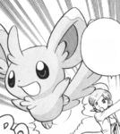 Aralia Minccino LGA.png