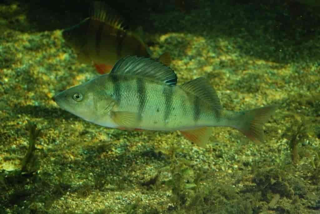 Perca fluviatilis