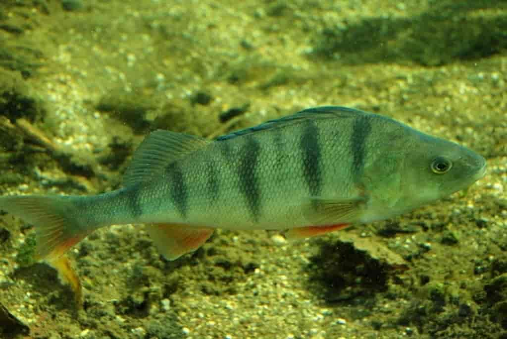 Perca fluviatilis