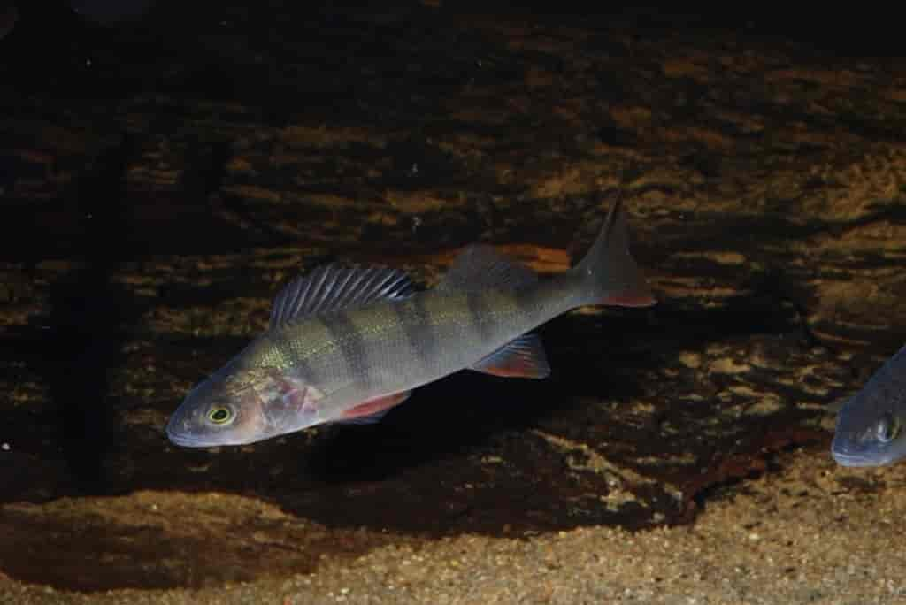 Perca fluviatilis