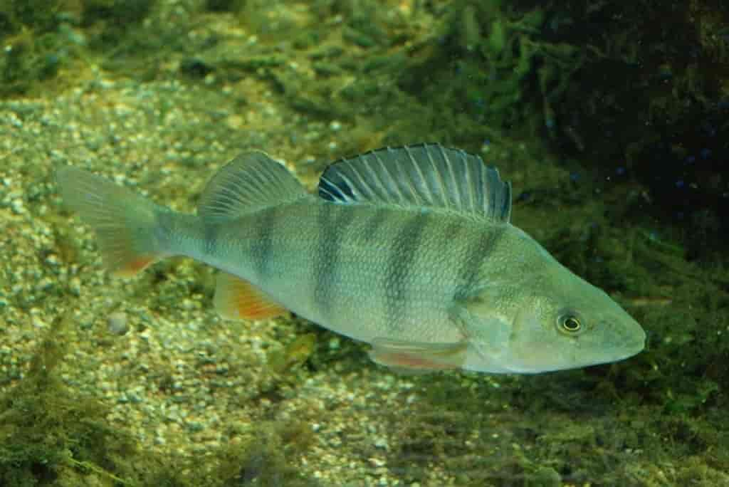 Perca fluviatilis