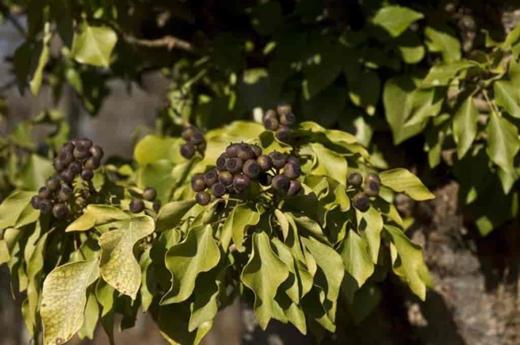 Hedera helix