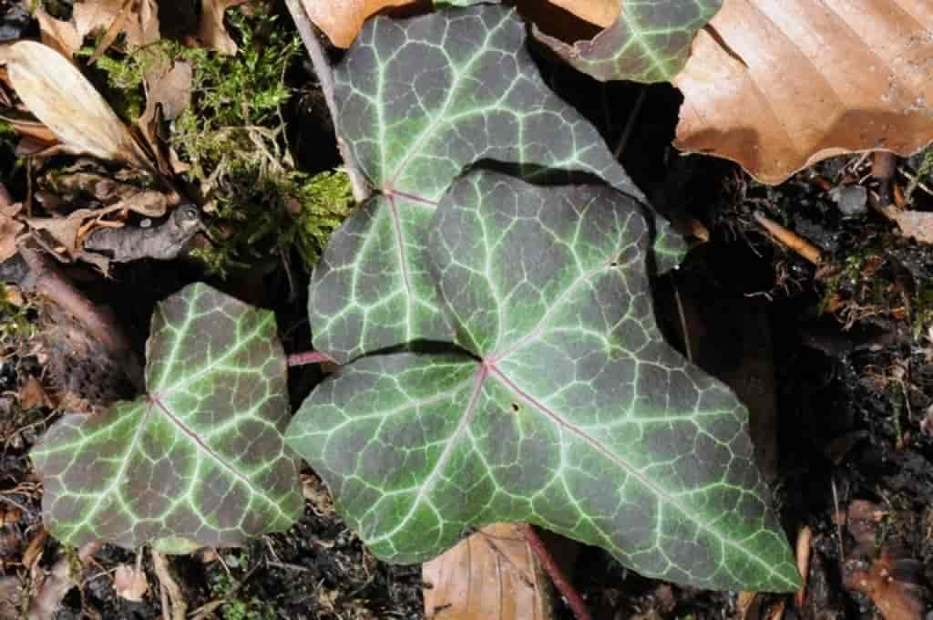 Hedera helix