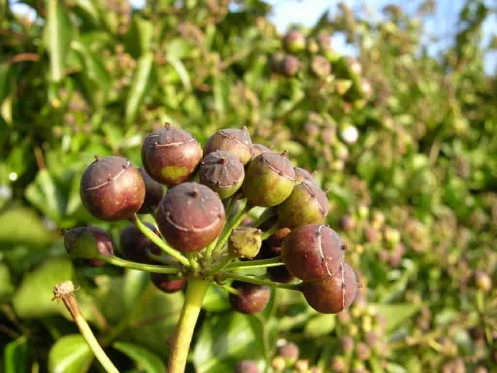 Hedera helix