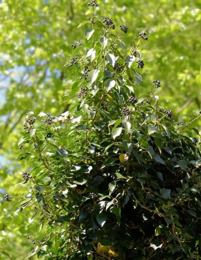 Hedera helix