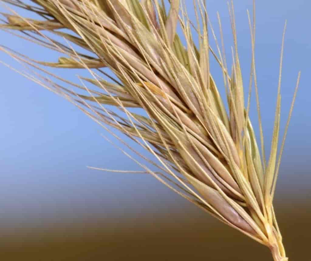 Hordeum secalinum