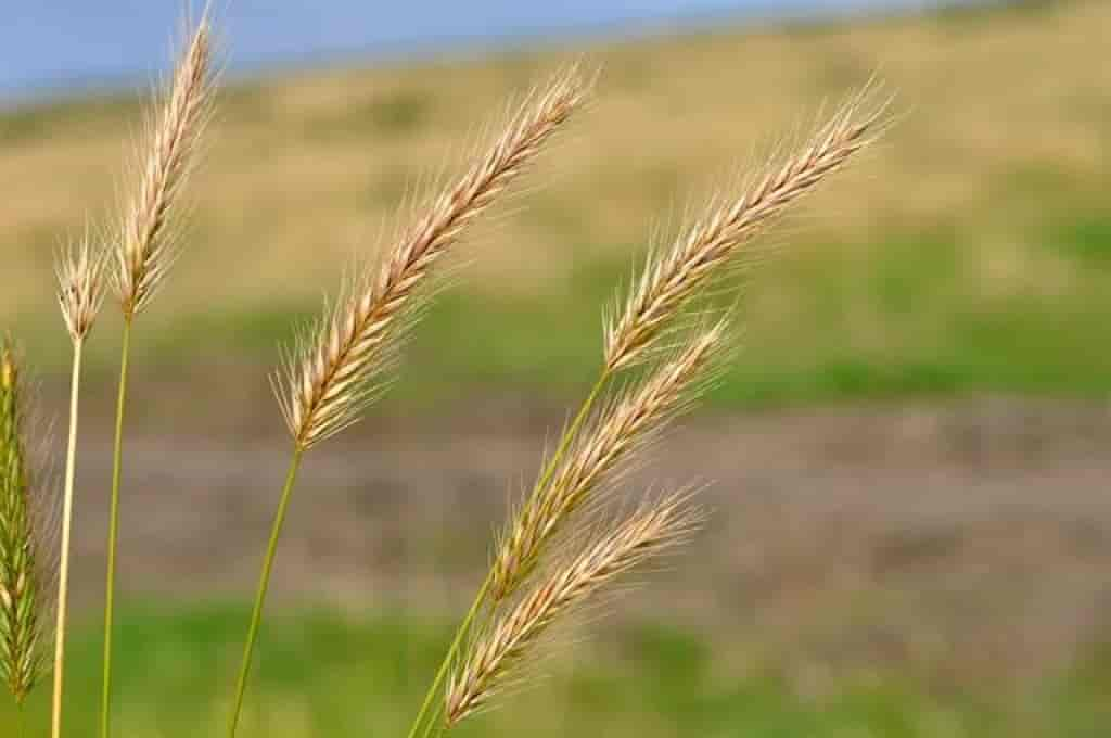 Hordeum secalinum