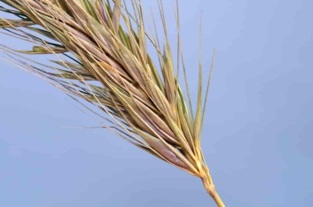 Hordeum secalinum