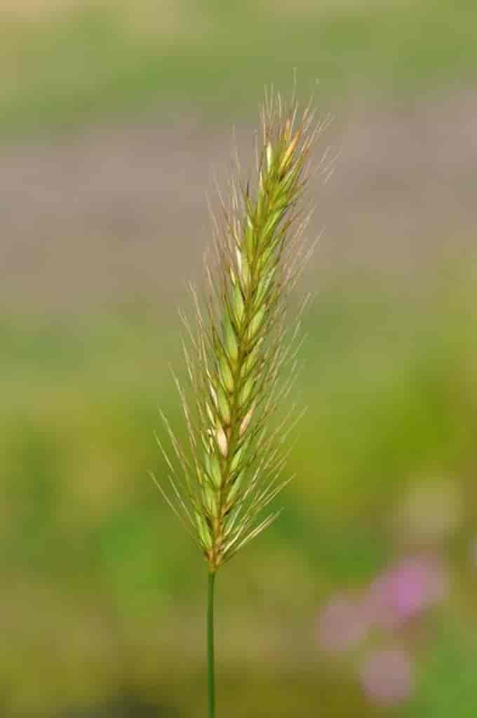 Hordeum secalinum