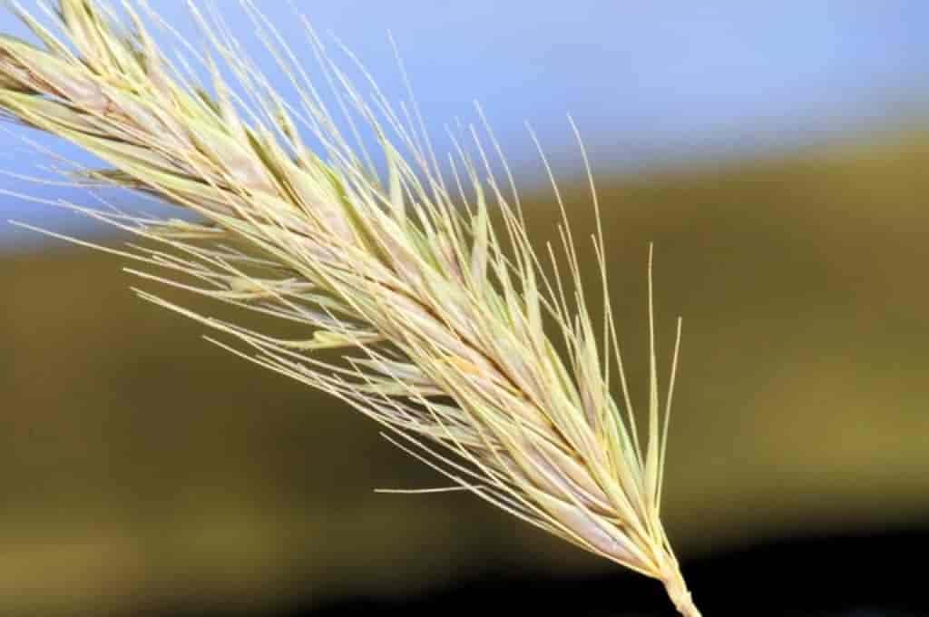 Hordeum secalinum