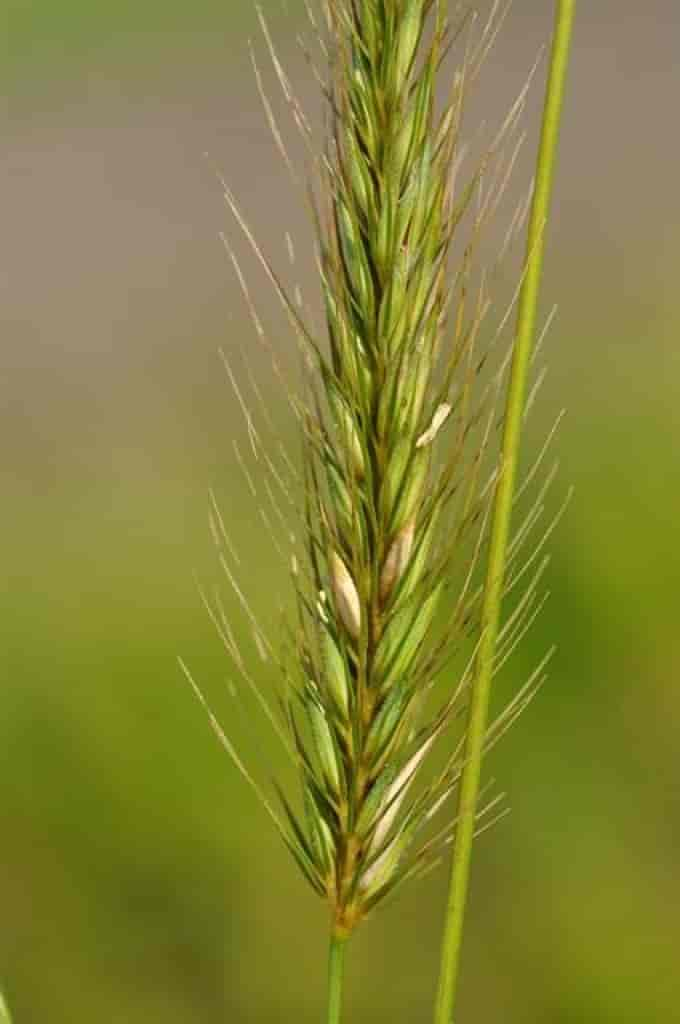 Hordeum secalinum