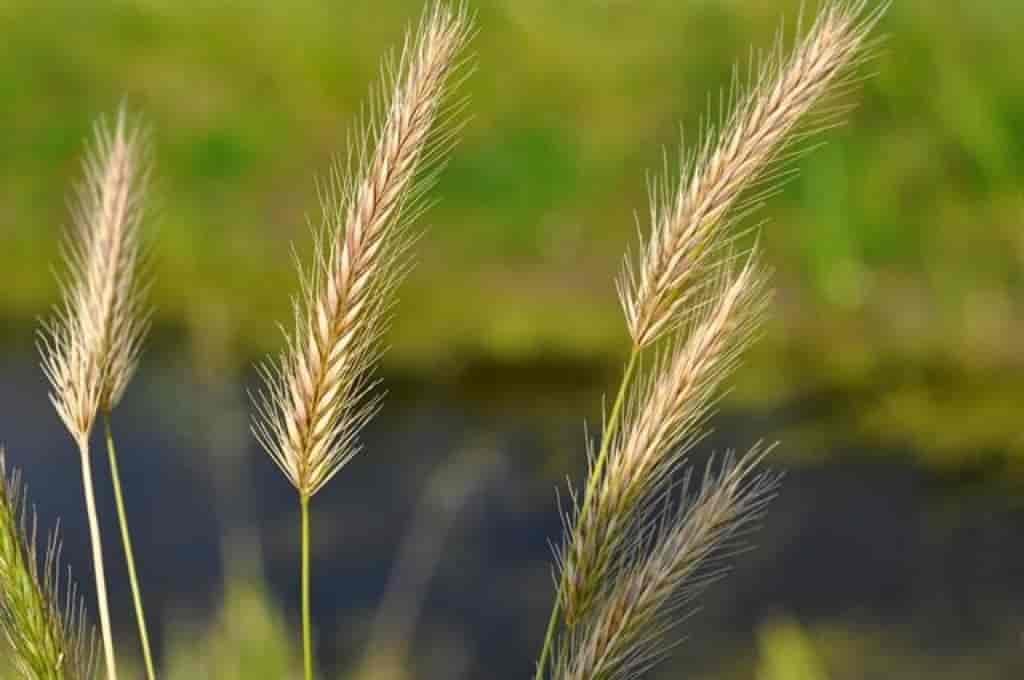 Hordeum secalinum